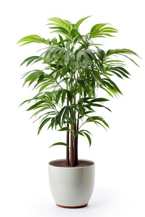 Potted tall plant leaf tree white background. AI generated Image by rawpixel. | free image by rawpixel.com House Plant Tree, Palm Tree In Pot, Curved Floor Lamp, Palm Tree Plant, Tall Plant, Plant Images, Plant Tree, Plant Vase, Office Plants