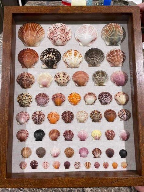 She’ll Display, Seashell Ideas, Shell Projects, Seashell Art Diy, Shell Ideas, Crafting Corner, Shell Craft, Seashell Wall Art, Shell Decorations