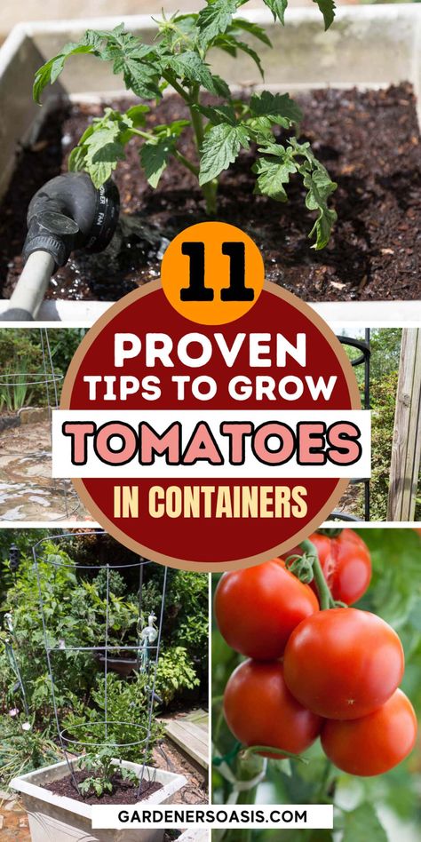 Growing Tomatoes In Containers: 11 of the Best Tips For Getting Lots Of Tomatoes Tomato Cage Planter Ideas, How To Grow Tomatoes In A Pot, Grow Tomatoes In A Pot, Best Way To Grow Tomatoes, Tomatoes In A Pot, Potted Tomato Plants, Growing Roma Tomatoes, Lots Of Tomatoes, Tomatoes In Pots