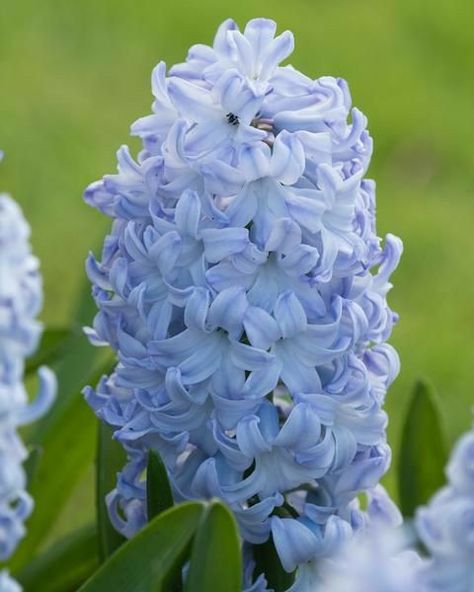 Blue Veins, Blue Hyacinth, Blue Eye Color, Partial Shade Plants, Hyacinth Flowers, Seeing Is Believing, Flower Bulbs, Light Blue Flowers, Bee Garden