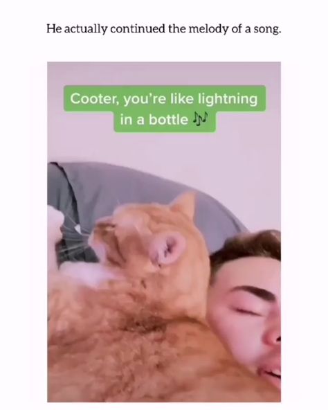 Cats/Kitties on Instagram: “Cooter is the best cat ever, i swear! ❤️ Follow @kittiesheaven for more cat posts and better feed! ✨ - Tag your friends who love cats more…” Cooter Cat, Laughter Friends, Meme Random, Good Work Ethic, Lightning In A Bottle, Hilarious Jokes, Cat Post, Kitten Meowing, Kitten Gif