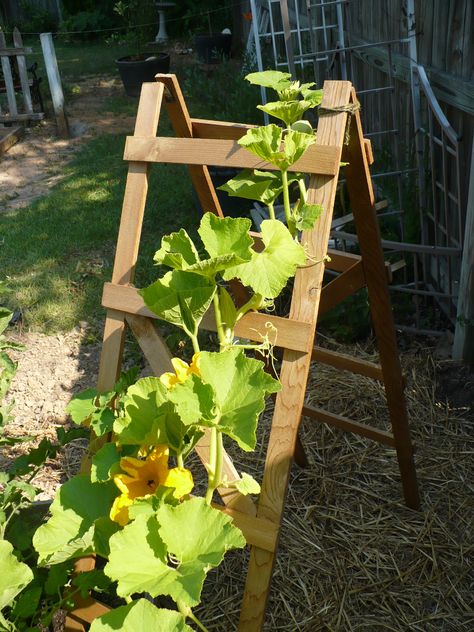 Climbing Squash Plants, Easy Trellis, Squash Trellis, Hubbard Squash, Vegetable Trellis, Grow Cucumbers, Vine Plants, Wire Netting, Wooden Trellis