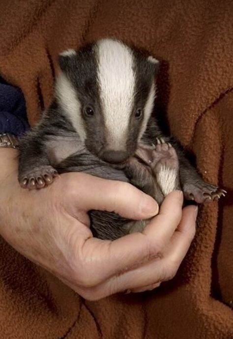 Baby badger. Photographer unknown. Baby Badger, Pretty Animals, Silly Animals, Cute Animal Photos, Cute Creatures, Animal Photo, Cute Little Animals, Window Display, Woodland Animals