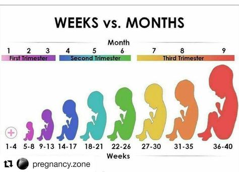 Weeks Pregnant In Months, Weekly Pregnancy Photos, 2 Months Pregnant, 17 Weeks Pregnant, 19 Weeks Pregnant, 13 Weeks Pregnant, 26 Weeks Pregnant, 31 Weeks Pregnant, 36 Weeks Pregnant