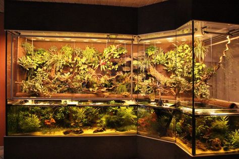 Aqua Terrarium, Aqua Scape, Room Deco, Vivarium, Aquascaping, Humble Abode, Aquarium Fish, Terrarium, Fish