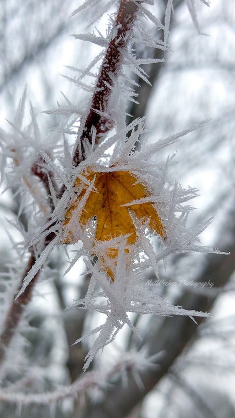 Fractals In Nature, Nature Colours, Frost Photography, Winter Foliage, Woodland Winter, Winter Gold, Winter Dance, Nature School, Leaf Peeping