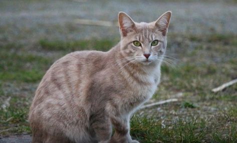 Lilac Tabby Cat, Lilac Cat, Warrior Cats Clans, Anthropomorphic Characters, Cat With Green Eyes, Pine Marten, Cream Cat, Transformers Movie, Transformers Characters