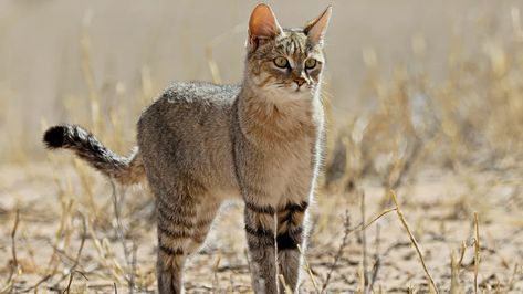 Ranger Rick Magazine, Types Of Wild Cats, African Civet, African Wild Cat, Wild Cat Species, Small Wild Cats, Serval Cats, Cat Species, What Is A Bird