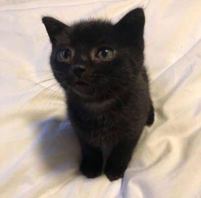 Gatto Carino, Söt Katt, Black Kitten, Cute Cat Gif, Silly Animals, Cat Aesthetic, Cute Cats And Kittens, Cute Kittens