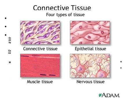 Anatomi Dan Fisiologi, Tissue Biology, Integumentary System, Human Tissue, Basic Anatomy And Physiology, Cells And Tissues, Tissue Types, Organ System, Medical School Studying