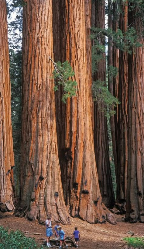 Giant sequoias tower above tourists at Sequoia National Park in the southern Sierra Nevada Mountains of California • photo: David Kjaer / Nature Picture Library Kings Canyon National Park, Estes Park Colorado, California Photos, Sierra Nevada Mountains, Kings Canyon, California Travel Road Trips, Sequoia National Park, National Parks Trip, Us National Parks