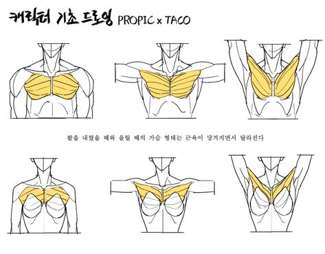 Anatomy Tutorial, Human Anatomy Drawing, Anatomy Sketches, Anatomy For Artists, Body Reference Drawing, 캐릭터 드로잉, Body Anatomy, Anatomy Drawing, Poses References