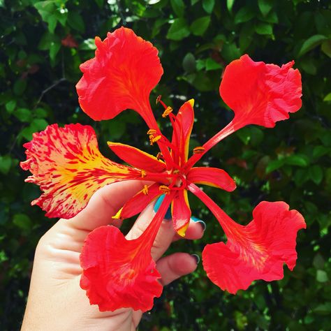 Flamboyant flower..my fav Poinciana Tattoo, Royal Poinciana, Hand Painted Dress, Hip Tattoo, Color Studies, Bird Illustration, Art Tips, Watercolor Landscape, Botanical Illustration