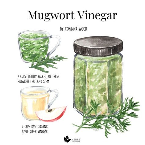 Herbs With Rosalee on Instagram: "Spring is popping up everywhere!  🌱 Have you tried making herbal vinegar in your kitchen? I have an exciting…and flavorful surprise for you! 🌱 Vinegar excels at extracting minerals from plants. Minerals, like calcium, magnesium, and phosphorus, are important for building strong bones, teeth, and hair, but they can be hard to extract. 🌱 Fortunately, our weekly podcast’s guest episode, Corinna Wood, shared her own delicious and nutritious herbal vinegar from mugwort! 🌱 Caution: you must be absolutely certain that you’ve positively identified mugwort (sometimes confused with poison hemlock), and harvest early in the season before the plant is 6” from the ground. 🌱 I can’t wait for you to try this out! 🌱 Type the keyword VINEGAR to get access to the full Mugwort Tincture, Poison Hemlock, Herbal Vinegar, Herbal Recipes, Strong Bones, Garden Harvest, Drink Me, Healing Herbs, Have You Tried