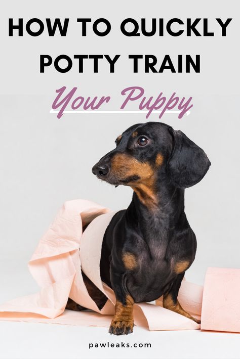 Potty Training Schedule, Dog Haircut, Puppy Training Schedule, Train Your Puppy, House Training Puppies, Puppy Time, Puppies Tips, Dog Potty Training, Potty Train