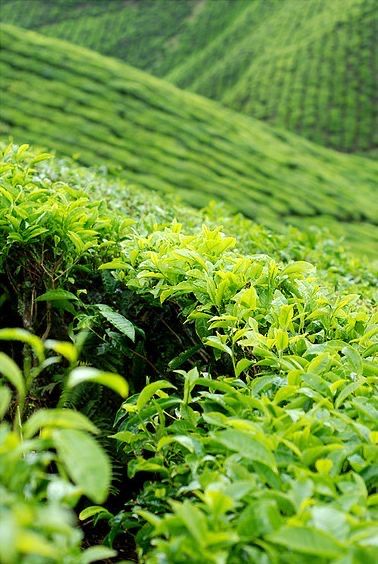 Tea Field, Tea Plants, Drinking Green Tea, Tea Farm, Tea History, Green China, Tea Plant, Tea Estate, Image Nature