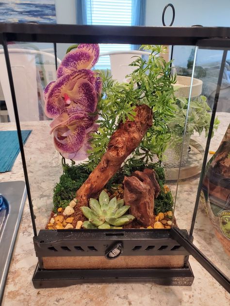 Pink Toe Tarantula Enclosure, Arboreal Tarantula Enclosure, Tarantula Enclosure Ideas, Tarantula Terrarium, Arboreal Tarantula, Tarantula Pet, Tarantula Enclosure, Spider Enclosure, Pet Tarantula