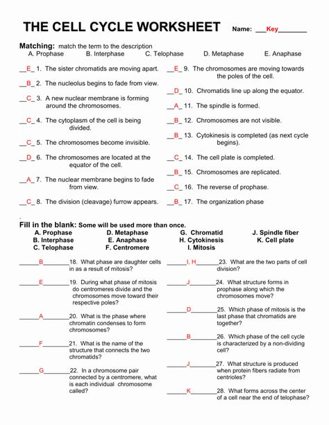 Meiosis Matching Worksheet Answer Key Fresh 15 Best Of Phases Meiosis Worksheet Meiosis – Chessmuseum Template Library The Cell Cycle, Nuclear Membrane, Cell Transport, Cells Worksheet, Biology Worksheet, Cell Cycle, Matching Worksheets, Division Worksheets, Cell Division