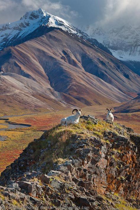 Dall Sheep, Alaskan Malamute Puppies, Alaska Photography, Lights Wallpaper, Alaska Photos, Mountain Goats, Alaska Usa, National Parks Photography, Africa Destinations