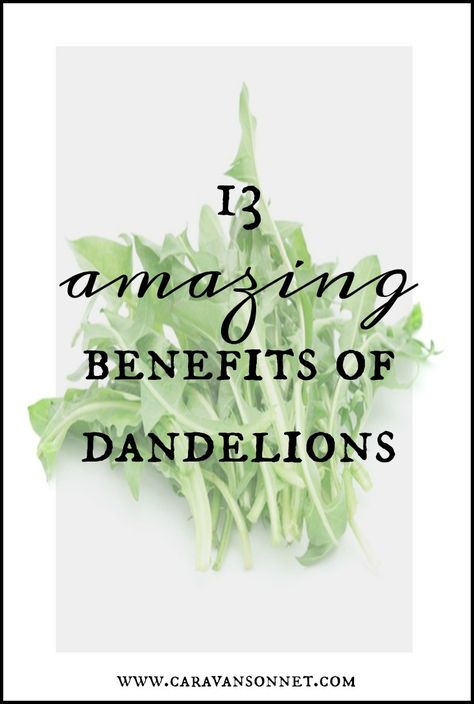 13 Amazing Benefits of Dandelions #dandelion #food #health #caravansonnet Health Benefits Of Dandelions, Dandelion Uses And Benefits, Dandelion Supplement Benefits, Dandelion Root Benefits Women, Dandelion Herb Benefits, Dandelion Root Supplement Benefits, Dandelion Root Tincture Benefits, Dandelion Oil Benefits, Dandelion Tincture Benefits