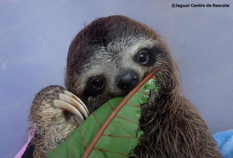 Sloth Eating, Sloth Life, Save Wildlife, Baby Sloth, Cute Sloth, Makeup Makeover, Glee, Animal Paintings, Sloth