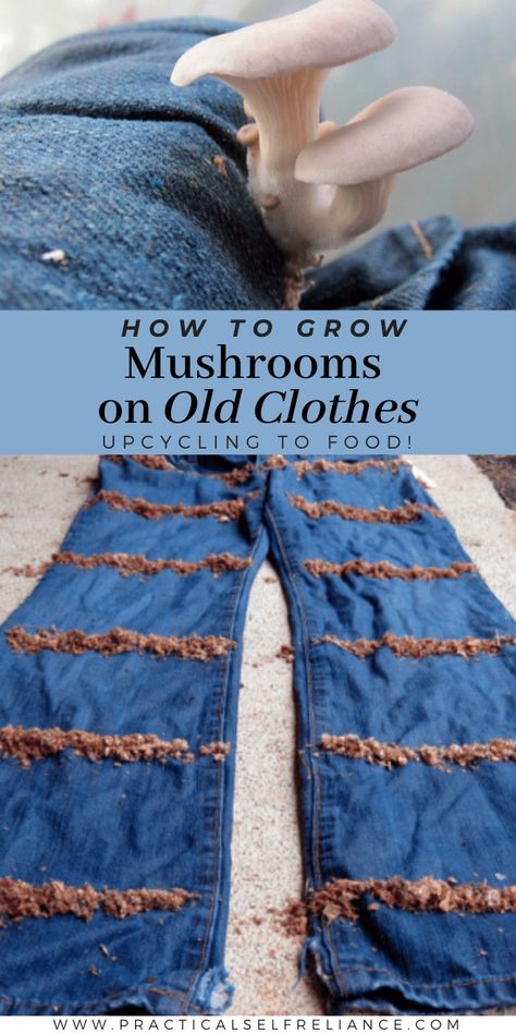 Upcycle Old Clothes, Mushroom Mycelium, How To Grow Mushrooms, Growing Mushrooms At Home, Grow Mushrooms, Off Grid Homestead, Homesteading Diy, Soap Making Recipes, Little Mushroom