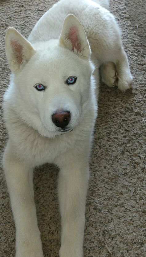 Waiting patiently 😌 Dogs House, Husky Breeds, White Husky, Alaskan Husky, Dog Waiting, Pound Puppies, Waiting Patiently, Husky Lover, Adoption Stories