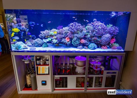 Reef Tank Aquascaping, Saltwater Aquarium Setup, Aquarium Sump, Coral Aquarium, Marine Fish Tanks, Saltwater Aquarium Fish, Coral Reef Aquarium, Cool Fish Tanks, Saltwater Fish Tanks