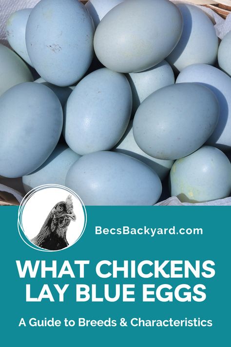 what-chickens-lay-blue-eggs Blue Chicken Eggs, Rare Chicken Breeds, Araucana Chickens, Egg Laying Hens, Blue Chicken, Easter Eggers, Egg Laying Chickens, Egg Production, Laying Hens