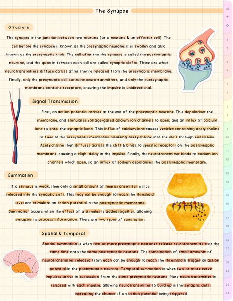 #cute #aesthetic #biology #notes #study #student Aesthetic Biology Notes, Aesthetic Biology, Bio Notes, Biology Major, Neurological System, Notes Study, Anime Lock Screen Wallpapers, Screen Wallpapers, Aesthetic School