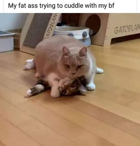 Fat Memes, Funny Girlfriend Memes, Fat Animals, Couple Memes, Pretty Meme, Girlfriend Humor, Girl Memes, Memes Hilarious, Hilarious Memes