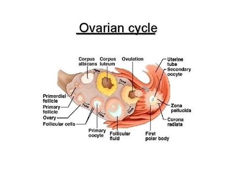 Monthly ovarian cycle, Corpus luteum and menstrual cycle phases, function and hormones Ovarian Cycle, Cycle Phases, Menstrual Cycle Phases, Anterior Pituitary, Follicle Stimulating Hormone, Hormone Support, Pituitary Gland, Female Reproductive System, Rhythmic Pattern