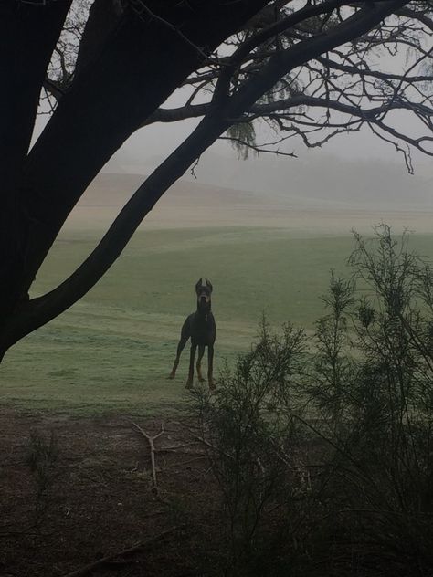 Dark Dog Aesthetic, Doberman Pinscher Dog, Scary Dogs, Doberman Puppy, Doberman Dogs, Very Cute Dogs, Pretty Dogs, Pretty Animals, The Fog