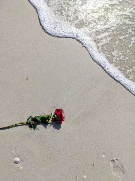 #rose #beach #romantic #red #love Rosé Beach, Aesthetic Roses, Beach Night, St Therese, Red Love, Beach Aesthetic, Night Skies, Red Roses, Roses