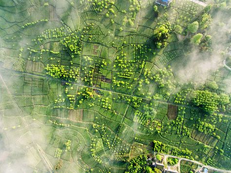 Best of 2016: The 26 Greatest Drone Photographs of the Year | Time Agriculture Drone, Tree Plan, Aerial Photography Drone, Drone Photos, City Scene, Aerial Photo, Chinese Tea, Drone Photography, Aerial Photography