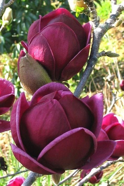 Magnolia Genie, Yulan Magnolia, Southern Magnolia Tree, Purple Magnolia, Magnolia Soulangeana, Tulip Magnolia, Tulip Tree, Corner Plant, Magnolia Tree