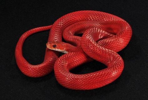 Corn Snake Morph Photos – South Mountain Reptiles Cornsnake Morphs, Snake Breeds, Corn Snakes, Cool Snakes, Red Pigment, Red Snake, Corn Snake, Snake Venom, Cute Snake