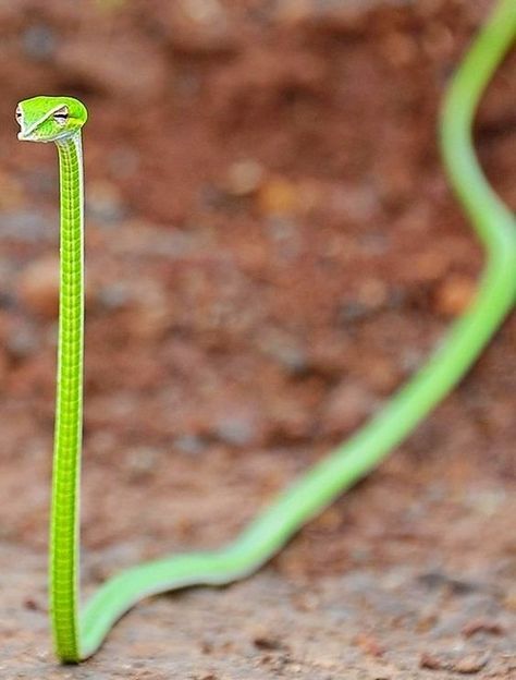 Venomous Snakes Have Triangle Heads: What You Were Taught Wrong About Identifying Venomous Species — Steemit Baby Exotic Animals, Animals Habitat, Vine Snake, Snake Images, Cute Snakes, Snake Photos, Rainforest Habitat, Triangle Head, Cool Snakes