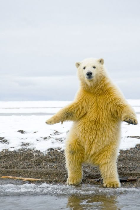 always has a special spot for polar bears in my heart | dance a like polar bear Regnul Animal, Wild Animals Pictures, Dancing Bears, Love Bear, Animal Planet, Animal Photo, 귀여운 동물, Animals Friends, Beautiful Creatures