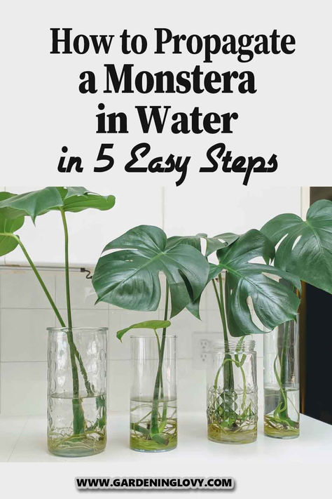 Monstera Garden Design, Plants On Water, Water Propagation Monstera, Propergate Monstera, Monstera Plant Propagation In Water, Propagate Monstera In Water, Care For Monstera Plant, How To Plant Monstera, Propagating In Water