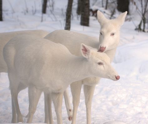 Beautiful Albino Whitetail Deer...absolutely beautiful animals.  Why would anyone want to kill these magnificent deer? Albino Deer, Albino Animals, White Deer, Mule Deer, Manx, Oh Deer, Whitetail Deer, Animal Photo, Animals Friends