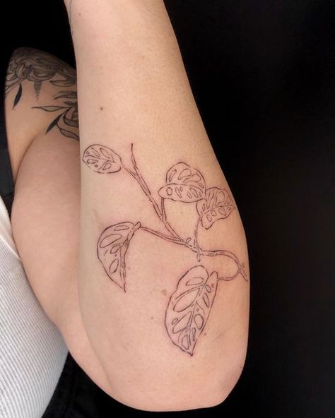 Swiss Cheese Monstera Tattoo, Adansonii Tattoo, Monstera Adansonii Tattoo, Swiss Cheese Plant Tattoo, Cheese Plant Tattoo, Monstera Deliciosa Tattoo, Monstera Tattoo, Tattoo Shading, Monstera Adansonii