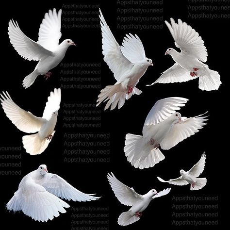 Doves In Flight, Pigeon In Flight, Dove Flying Photography, Dove References, Dove Reference, Dove Drawing, Dove Wing, Flying Dove, Dove Flying