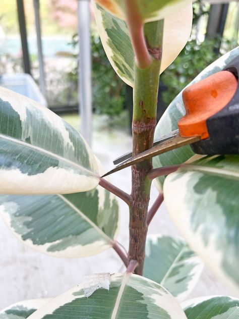 how-to-propagate-rubber-plant-in-water Propagating A Rubber Plant, How To Propagate A Rubber Tree Plant, Propagate Rubber Tree, How To Propagate Plants From Cuttings, Rubber Fig Plant, Propagating Rubber Tree Plant, How To Propagate Rubber Plant, Ficus Propagation, Propagating Rubber Plant