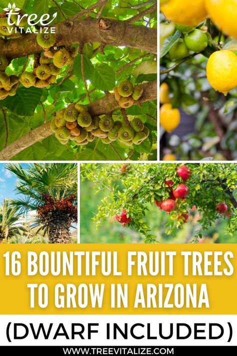 16 Fruit Trees to Grow in Arizona (Includes Dwarf) Zone 9b Gardening Arizona, Desert Vegetable Garden, Arizona Gardens, Arizona Homestead, Zone 9 Gardening, Arizona Plants, Crunchy Life, Grapefruit Tree, Arizona Garden