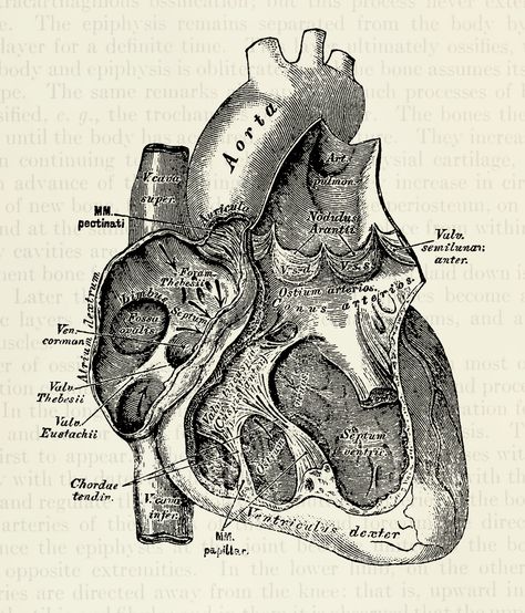 Vintage Medical Book Pages, Anatomy Of The Heart Aesthetic, Vintage Medical Posters, Anatomical Art Vintage, Vintage Anatomy Art, Anatomical Illustration Vintage, Anatomy Medical Art, Medical Anatomy Art, Medicine Vintage Aesthetic