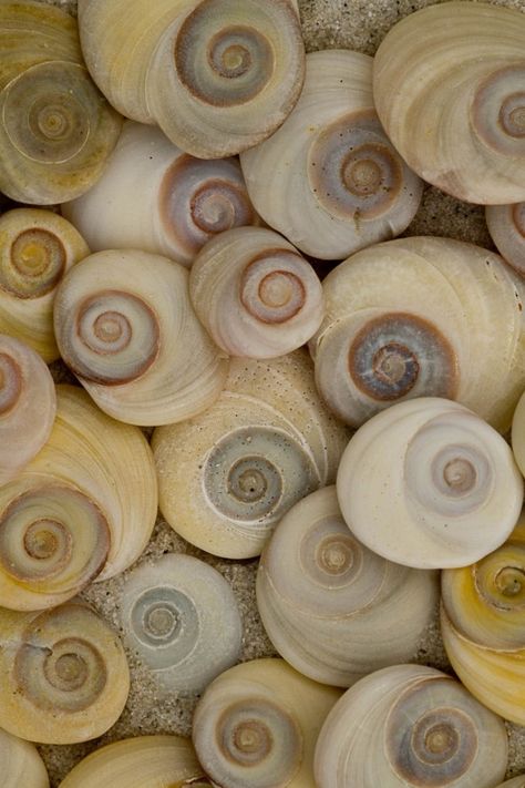 Que signifie le coquillage oeil de sainte lucie, symbole et signification, porte bonheur à qui le porte en bijoux, découvrez son histoire et ses origines. Spiral Shell, Fibonacci Spiral, Ocean Treasures, She Sells Seashells, Santa Lucia, Foto Art, Sealife, Ocean Life, Patterns In Nature