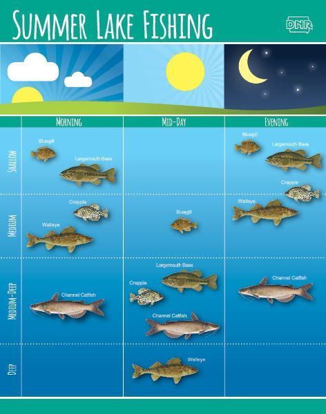 Learn how to fish in the summer by time of day and by depth | Iowa DNR Fish Chart, Pesca In Mare, Taman Air, How To Fish, Fishing 101, Fauna Marina, Fly Fishing Tips, Bass Fishing Tips, Walleye Fishing