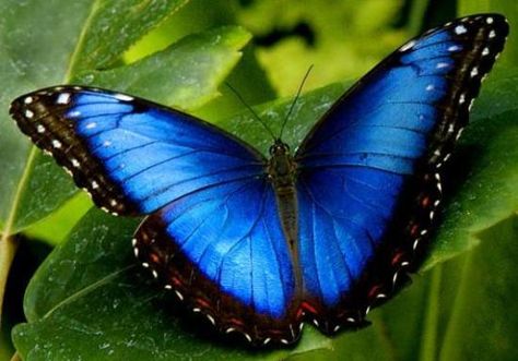 Morfo azul (Morpho peleides) Sabía Usted? Cómo las orugas Morfo azules se convierten en mariposas Morfo azules? Como todas las mariposas... Morpho Azul, Photo Papillon, Most Beautiful Butterfly, Types Of Butterflies, Blue Morpho Butterfly, Morpho Butterfly, Blue Morpho, Butterfly Images, Butterfly Photos