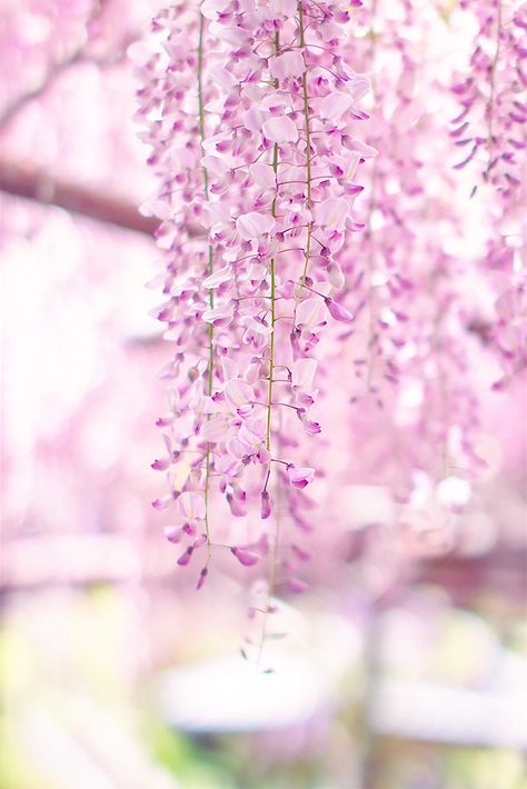 https://flic.kr/p/sLkmHC | Pink Japanese Wisteria Japanese Wisteria, Pink Wisteria, Chinese Wisteria, Purple Wisteria, Climbing Flowers, Wisteria, Pretty Flowers, Balayage, Purple